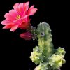 Echinocereus_sherii_gentryi